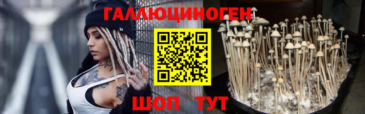 Галлюциногенные грибы Psilocybine cubensis  Галлюциногенные грибы ЛСД  Новозыбков 